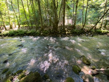 Gorski kotar 'daki Zeleni vir piknik alanı yakınlarındaki Curak deresi - Vrbovsko, Hırvatistan (Potok Curak kod izletista Zeleni vir u Gorskom kotaru - Vrbovsko, Hrvatska)