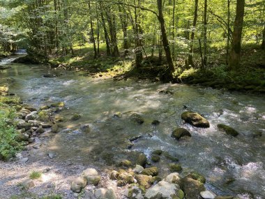 Gorski kotar 'daki Zeleni vir piknik alanı yakınlarındaki Curak deresi - Vrbovsko, Hırvatistan (Potok Curak kod izletista Zeleni vir u Gorskom kotaru - Vrbovsko, Hrvatska)