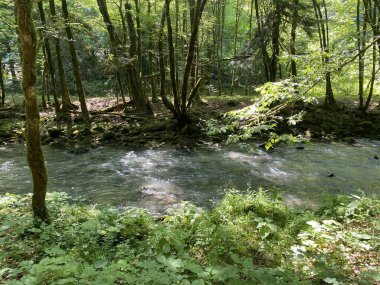 Gorski kotar 'daki Zeleni vir piknik alanı yakınlarındaki Curak deresi - Vrbovsko, Hırvatistan (Potok Curak kod izletista Zeleni vir u Gorskom kotaru - Vrbovsko, Hrvatska)