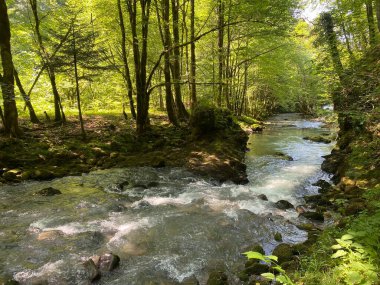Gorski kotar 'daki Zeleni vir piknik alanı yakınlarındaki Curak deresi - Vrbovsko, Hırvatistan (Potok Curak kod izletista Zeleni vir u Gorskom kotaru - Vrbovsko, Hrvatska)