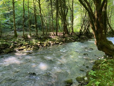 Gorski kotar 'daki Zeleni vir piknik alanı yakınlarındaki Curak deresi - Vrbovsko, Hırvatistan (Potok Curak kod izletista Zeleni vir u Gorskom kotaru - Vrbovsko, Hrvatska)