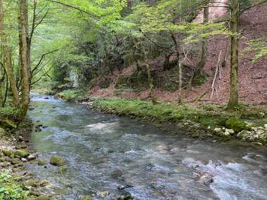 Gorski kotar 'daki Zeleni vir piknik alanı yakınlarındaki Curak deresi - Vrbovsko, Hırvatistan (Potok Curak kod izletista Zeleni vir u Gorskom kotaru - Vrbovsko, Hrvatska)