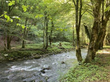 Gorski kotar 'daki Zeleni vir piknik alanı yakınlarındaki Curak deresi - Vrbovsko, Hırvatistan (Potok Curak kod izletista Zeleni vir u Gorskom kotaru - Vrbovsko, Hrvatska)