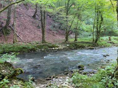 Gorski kotar 'daki Zeleni vir piknik alanı yakınlarındaki Curak deresi - Vrbovsko, Hırvatistan (Potok Curak kod izletista Zeleni vir u Gorskom kotaru - Vrbovsko, Hrvatska)