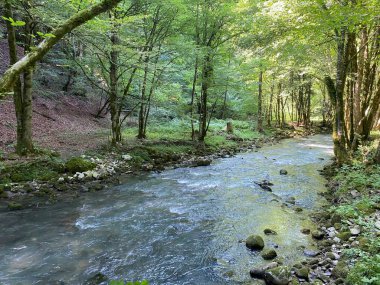Gorski kotar 'daki Zeleni vir piknik alanı yakınlarındaki Curak deresi - Vrbovsko, Hırvatistan (Potok Curak kod izletista Zeleni vir u Gorskom kotaru - Vrbovsko, Hrvatska)