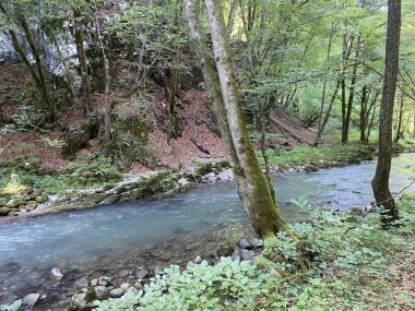 Gorski kotar 'daki Zeleni vir piknik alanı yakınlarındaki Curak deresi - Vrbovsko, Hırvatistan (Potok Curak kod izletista Zeleni vir u Gorskom kotaru - Vrbovsko, Hrvatska)