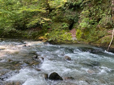 Gorski kotar 'daki Zeleni vir piknik alanı yakınlarındaki Curak deresi - Vrbovsko, Hırvatistan (Potok Curak kod izletista Zeleni vir u Gorskom kotaru - Vrbovsko, Hrvatska)