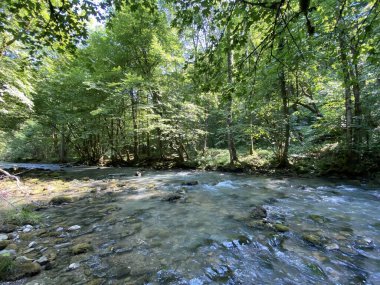 Gorski kotar 'daki Zeleni vir piknik alanı yakınlarındaki Curak deresi - Vrbovsko, Hırvatistan (Potok Curak kod izletista Zeleni vir u Gorskom kotaru - Vrbovsko, Hrvatska)