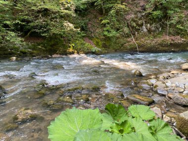 Gorski kotar 'daki Zeleni vir piknik alanı yakınlarındaki Curak deresi - Vrbovsko, Hırvatistan (Potok Curak kod izletista Zeleni vir u Gorskom kotaru - Vrbovsko, Hrvatska)