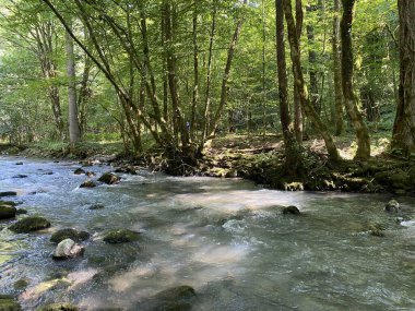 Gorski kotar 'daki Zeleni vir piknik alanı yakınlarındaki Curak deresi - Vrbovsko, Hırvatistan (Potok Curak kod izletista Zeleni vir u Gorskom kotaru - Vrbovsko, Hrvatska)