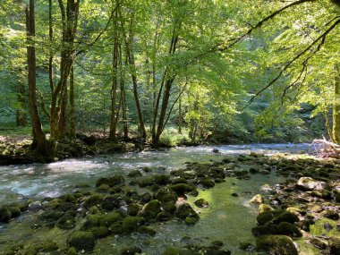 Gorski kotar 'daki Zeleni vir piknik alanı yakınlarındaki Curak deresi - Vrbovsko, Hırvatistan (Potok Curak kod izletista Zeleni vir u Gorskom kotaru - Vrbovsko, Hrvatska)