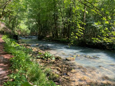 Gorski kotar 'daki Zeleni vir piknik alanı yakınlarındaki Curak deresi - Vrbovsko, Hırvatistan (Potok Curak kod izletista Zeleni vir u Gorskom kotaru - Vrbovsko, Hrvatska)