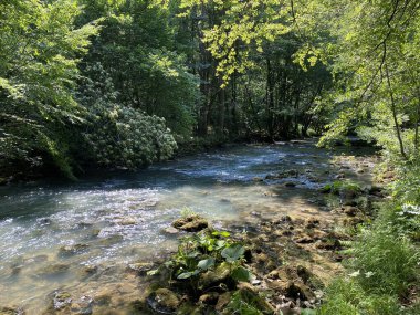 Gorski kotar 'daki Zeleni vir piknik alanı yakınlarındaki Curak deresi - Vrbovsko, Hırvatistan (Potok Curak kod izletista Zeleni vir u Gorskom kotaru - Vrbovsko, Hrvatska)