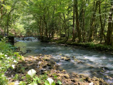 Gorski kotar 'daki Zeleni vir piknik alanı yakınlarındaki Curak deresi - Vrbovsko, Hırvatistan (Potok Curak kod izletista Zeleni vir u Gorskom kotaru - Vrbovsko, Hrvatska)