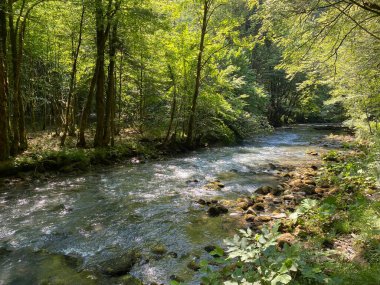 Gorski kotar 'daki Zeleni vir piknik alanı yakınlarındaki Curak deresi - Vrbovsko, Hırvatistan (Potok Curak kod izletista Zeleni vir u Gorskom kotaru - Vrbovsko, Hrvatska)