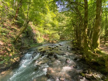 Gorski kotar 'daki Zeleni vir piknik alanı yakınlarındaki Curak deresi - Vrbovsko, Hırvatistan (Potok Curak kod izletista Zeleni vir u Gorskom kotaru - Vrbovsko, Hrvatska)