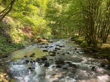 Gorski kotar 'daki Zeleni vir piknik alanı yakınlarındaki Curak deresi - Vrbovsko, Hırvatistan (Potok Curak kod izletista Zeleni vir u Gorskom kotaru - Vrbovsko, Hrvatska)
