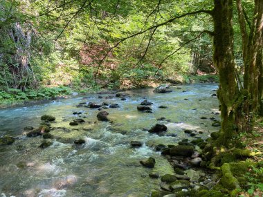 Gorski kotar 'daki Zeleni vir piknik alanı yakınlarındaki Curak deresi - Vrbovsko, Hırvatistan (Potok Curak kod izletista Zeleni vir u Gorskom kotaru - Vrbovsko, Hrvatska)