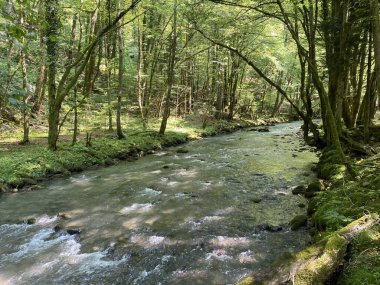 Gorski kotar 'daki Zeleni vir piknik alanı yakınlarındaki Curak deresi - Vrbovsko, Hırvatistan (Potok Curak kod izletista Zeleni vir u Gorskom kotaru - Vrbovsko, Hrvatska)