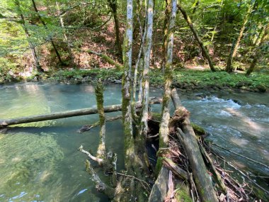 Gorski kotar 'daki Zeleni vir piknik alanı yakınlarındaki Curak deresi - Vrbovsko, Hırvatistan (Potok Curak kod izletista Zeleni vir u Gorskom kotaru - Vrbovsko, Hrvatska)
