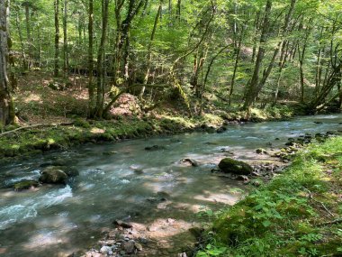 Gorski kotar 'daki Zeleni vir piknik alanı yakınlarındaki Curak deresi - Vrbovsko, Hırvatistan (Potok Curak kod izletista Zeleni vir u Gorskom kotaru - Vrbovsko, Hrvatska)