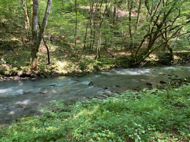 Gorski kotar 'daki Zeleni vir piknik alanı yakınlarındaki Curak deresi - Vrbovsko, Hırvatistan (Potok Curak kod izletista Zeleni vir u Gorskom kotaru - Vrbovsko, Hrvatska)