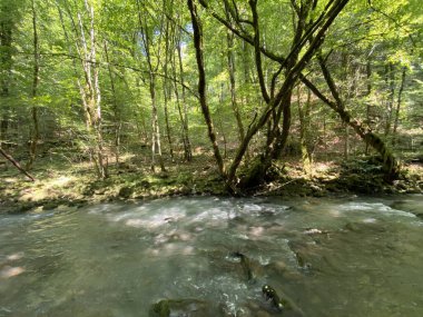 Gorski kotar 'daki Zeleni vir piknik alanı yakınlarındaki Curak deresi - Vrbovsko, Hırvatistan (Potok Curak kod izletista Zeleni vir u Gorskom kotaru - Vrbovsko, Hrvatska)