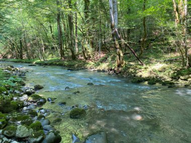 Gorski kotar 'daki Zeleni vir piknik alanı yakınlarındaki Curak deresi - Vrbovsko, Hırvatistan (Potok Curak kod izletista Zeleni vir u Gorskom kotaru - Vrbovsko, Hrvatska)