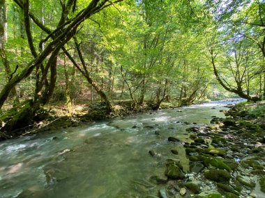 Gorski kotar 'daki Zeleni vir piknik alanı yakınlarındaki Curak deresi - Vrbovsko, Hırvatistan (Potok Curak kod izletista Zeleni vir u Gorskom kotaru - Vrbovsko, Hrvatska)