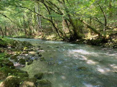 Gorski kotar 'daki Zeleni vir piknik alanı yakınlarındaki Curak deresi - Vrbovsko, Hırvatistan (Potok Curak kod izletista Zeleni vir u Gorskom kotaru - Vrbovsko, Hrvatska)