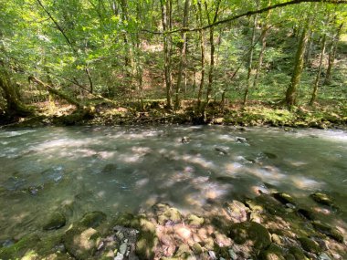 Gorski kotar 'daki Zeleni vir piknik alanı yakınlarındaki Curak deresi - Vrbovsko, Hırvatistan (Potok Curak kod izletista Zeleni vir u Gorskom kotaru - Vrbovsko, Hrvatska)