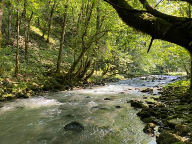 Gorski kotar 'daki Zeleni vir piknik alanı yakınlarındaki Curak deresi - Vrbovsko, Hırvatistan (Potok Curak kod izletista Zeleni vir u Gorskom kotaru - Vrbovsko, Hrvatska)