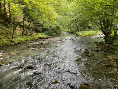 Gorski kotar 'daki Zeleni vir piknik alanı yakınlarındaki Curak deresi - Vrbovsko, Hırvatistan (Potok Curak kod izletista Zeleni vir u Gorskom kotaru - Vrbovsko, Hrvatska)