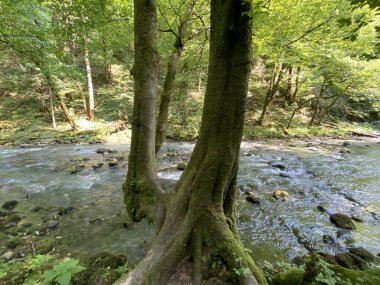 Gorski kotar 'daki Zeleni vir piknik alanı yakınlarındaki Curak deresi - Vrbovsko, Hırvatistan (Potok Curak kod izletista Zeleni vir u Gorskom kotaru - Vrbovsko, Hrvatska)