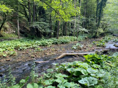 Gorski kotar 'daki Zeleni vir piknik alanı yakınlarındaki Curak deresi - Vrbovsko, Hırvatistan (Potok Curak kod izletista Zeleni vir u Gorskom kotaru - Vrbovsko, Hrvatska)