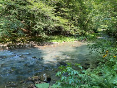 Gorski kotar 'daki Zeleni vir piknik alanı yakınlarındaki Curak deresi - Vrbovsko, Hırvatistan (Potok Curak kod izletista Zeleni vir u Gorskom kotaru - Vrbovsko, Hrvatska)