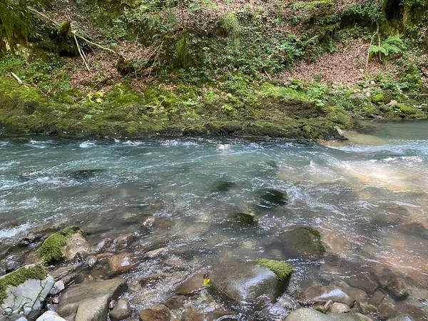 Gorski kotar 'daki Zeleni vir piknik alanı yakınlarındaki Curak deresi - Vrbovsko, Hırvatistan (Potok Curak kod izletista Zeleni vir u Gorskom kotaru - Vrbovsko, Hrvatska)
