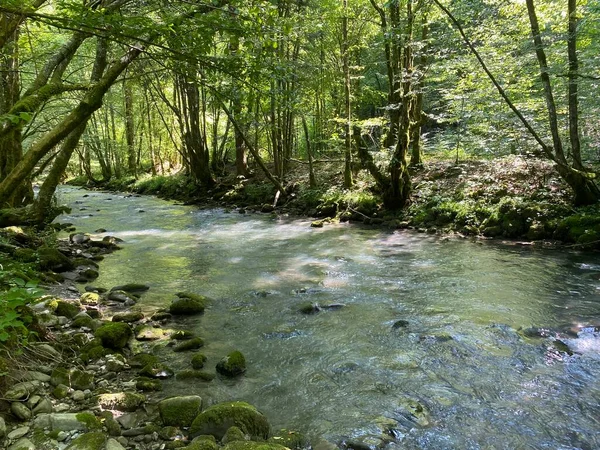 Curak Stream Zeleni Vir Picnic Area Gorski Kotar Vrbovsko Horvátország — Stock Fotó