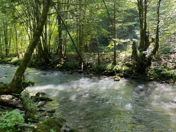 Gorski kotar 'daki Zeleni vir piknik alanı yakınlarındaki Curak deresi - Vrbovsko, Hırvatistan (Potok Curak kod izletista Zeleni vir u Gorskom kotaru - Vrbovsko, Hrvatska)