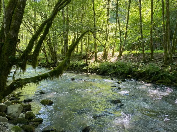 Curak Stream Zeleni Vir Picnic Area Gorski Kotar Vrbovsko Croatia — Stock fotografie