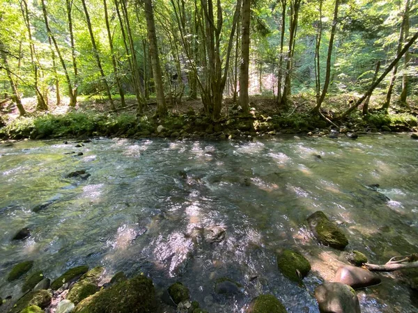 Gorski kotar 'daki Zeleni vir piknik alanı yakınlarındaki Curak deresi - Vrbovsko, Hırvatistan (Potok Curak kod izletista Zeleni vir u Gorskom kotaru - Vrbovsko, Hrvatska)