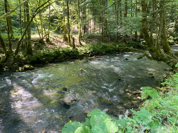 Gorski kotar 'daki Zeleni vir piknik alanı yakınlarındaki Curak deresi - Vrbovsko, Hırvatistan (Potok Curak kod izletista Zeleni vir u Gorskom kotaru - Vrbovsko, Hrvatska)