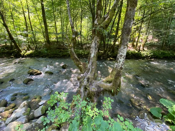 Gorski kotar 'daki Zeleni vir piknik alanı yakınlarındaki Curak deresi - Vrbovsko, Hırvatistan (Potok Curak kod izletista Zeleni vir u Gorskom kotaru - Vrbovsko, Hrvatska)