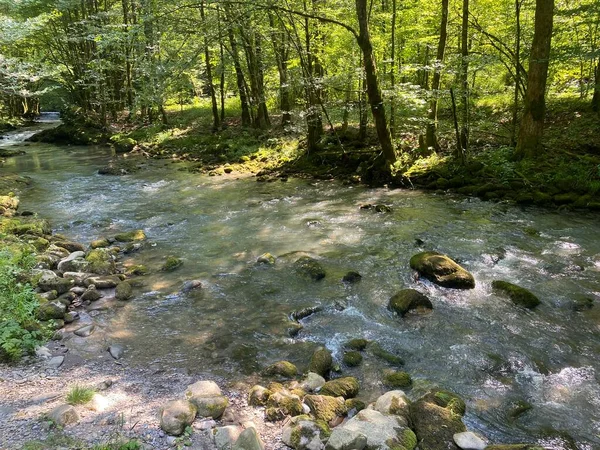Gorski kotar 'daki Zeleni vir piknik alanı yakınlarındaki Curak deresi - Vrbovsko, Hırvatistan (Potok Curak kod izletista Zeleni vir u Gorskom kotaru - Vrbovsko, Hrvatska)