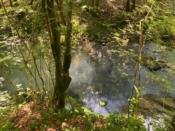 Gorski kotar 'daki Zeleni vir piknik alanı yakınlarındaki Curak deresi - Vrbovsko, Hırvatistan (Potok Curak kod izletista Zeleni vir u Gorskom kotaru - Vrbovsko, Hrvatska)