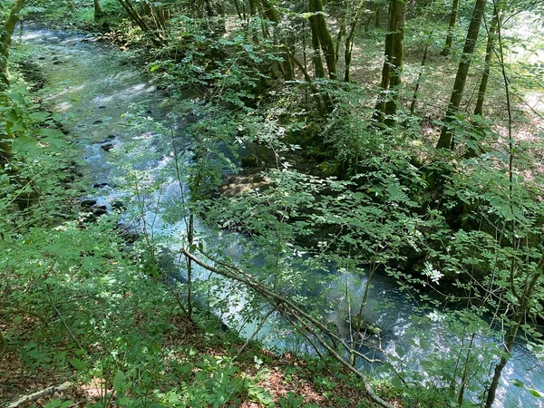 Curak Stream Zeleni Vir Picnic Area Gorski Kotar Vrbovsko Kroatien — Stockfoto