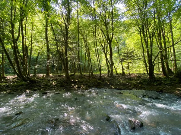 Gorski kotar 'daki Zeleni vir piknik alanı yakınlarındaki Curak deresi - Vrbovsko, Hırvatistan (Potok Curak kod izletista Zeleni vir u Gorskom kotaru - Vrbovsko, Hrvatska)