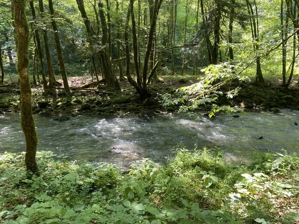 Gorski kotar 'daki Zeleni vir piknik alanı yakınlarındaki Curak deresi - Vrbovsko, Hırvatistan (Potok Curak kod izletista Zeleni vir u Gorskom kotaru - Vrbovsko, Hrvatska)