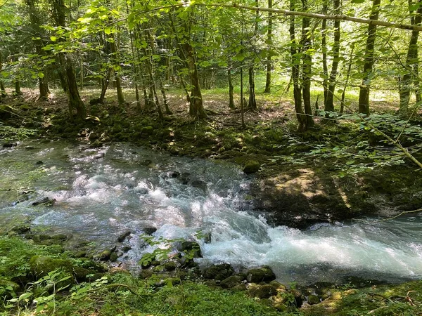 Strumień Curak Pobliżu Pikniku Zeleni Vir Gorskim Kotarze Vrbovsko Chorwacja — Zdjęcie stockowe