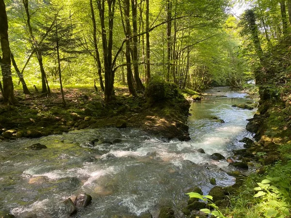 Gorski kotar 'daki Zeleni vir piknik alanı yakınlarındaki Curak deresi - Vrbovsko, Hırvatistan (Potok Curak kod izletista Zeleni vir u Gorskom kotaru - Vrbovsko, Hrvatska)